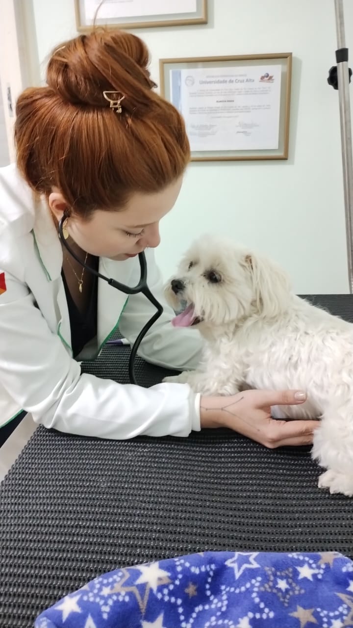 Atendimento cuidadoso realizado pela equipe veterinária Rosso